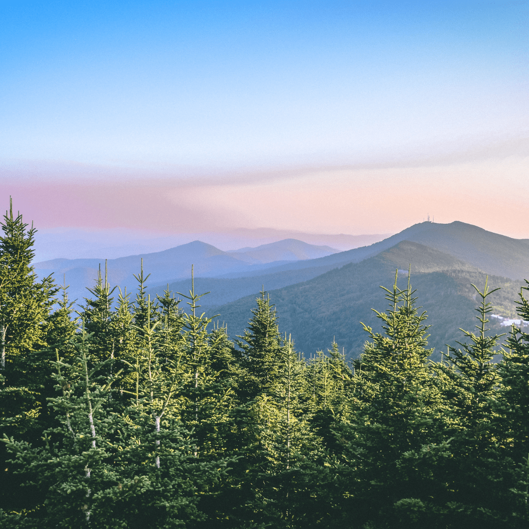 Asheville - 8oz Wood Wick Candle - Marsh and Manor Collective