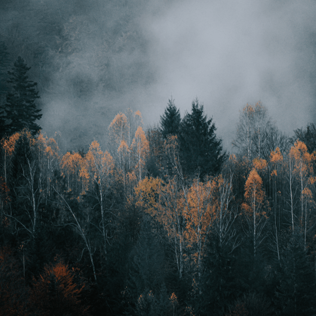 Black Balsam - 8oz Wood Wick Candle - Marsh and Manor Collective