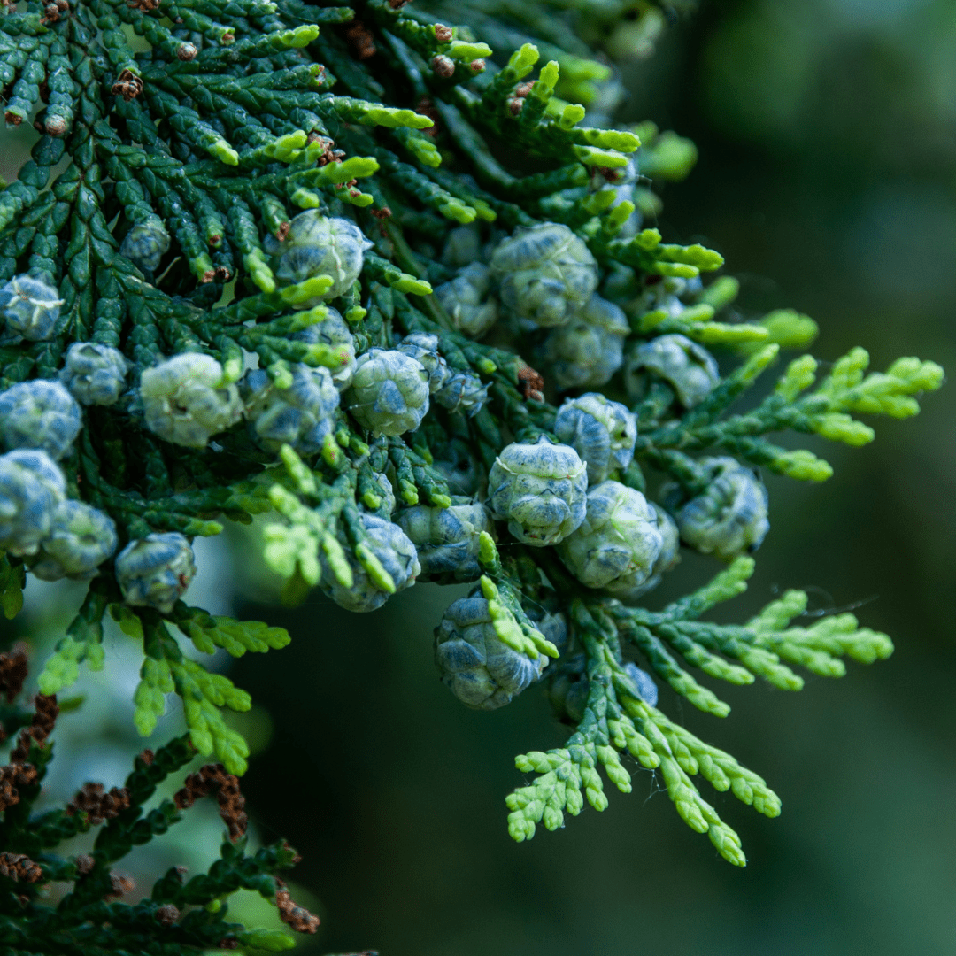 Cypress & Bayberry - 8oz Wood Wick Candle - Marsh and Manor Collective