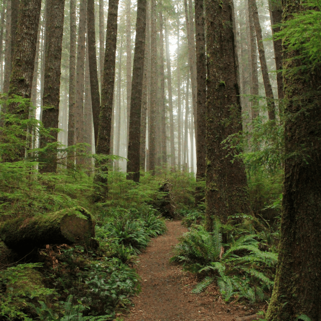 DuPont Forest - 8oz Wood Wick Candle - Marsh and Manor Collective