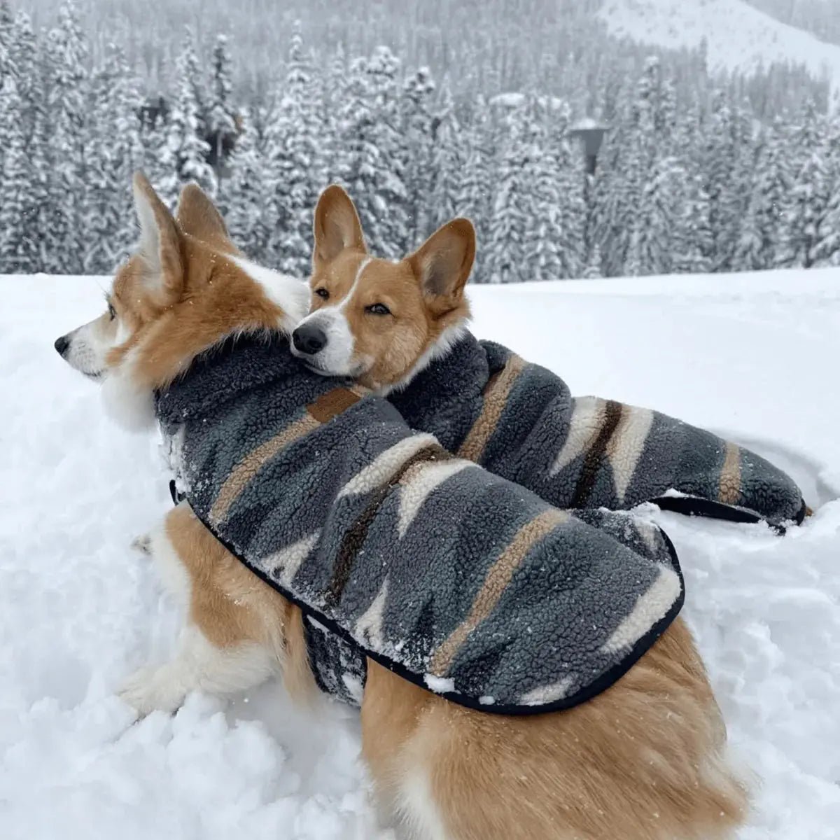Pendleton Dog Coat - Marsh and Manor Collective