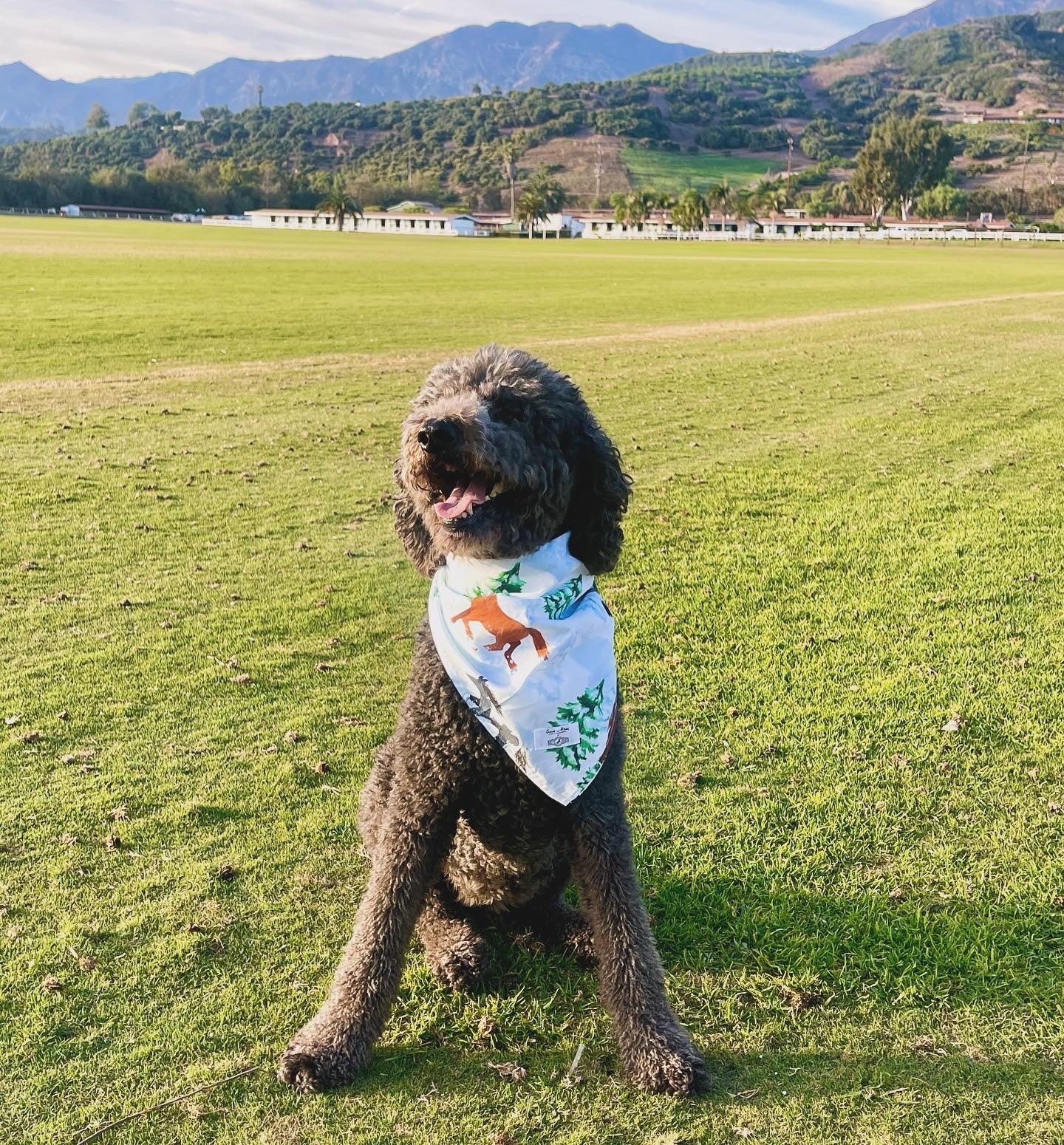 Skydog Wild & Free Dog  Bandana