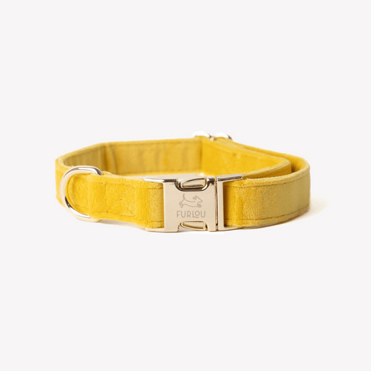 'Yellow' - Velvet Dog Collar - Marsh and Manor Collective